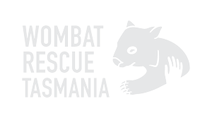 WombatRT_Logo-300